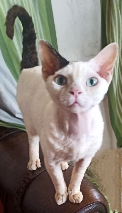 Девон - рексочка