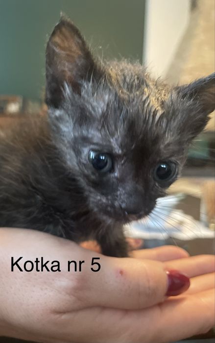 Kotki szukają domów