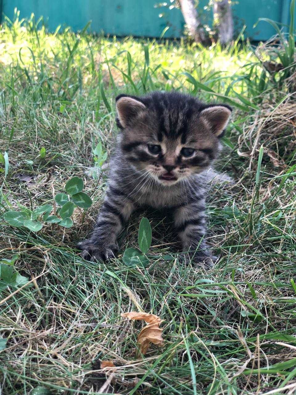 Подарую кошенят в добрі руки.