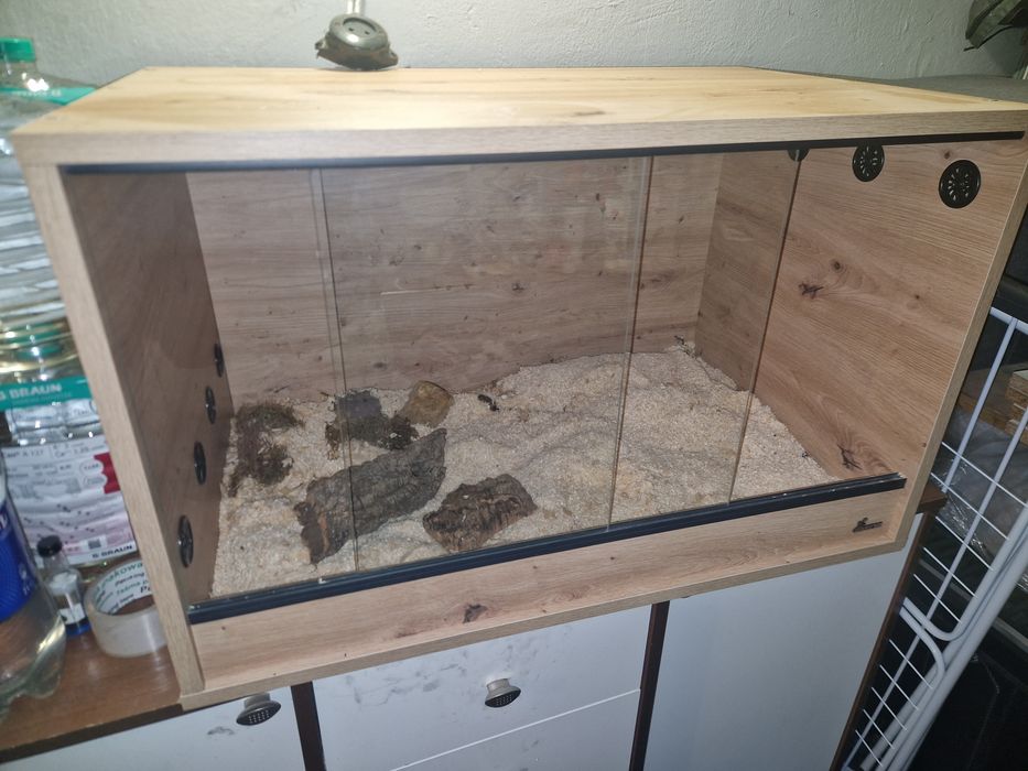 Terrarium dla węża agamy jaszczurki gada