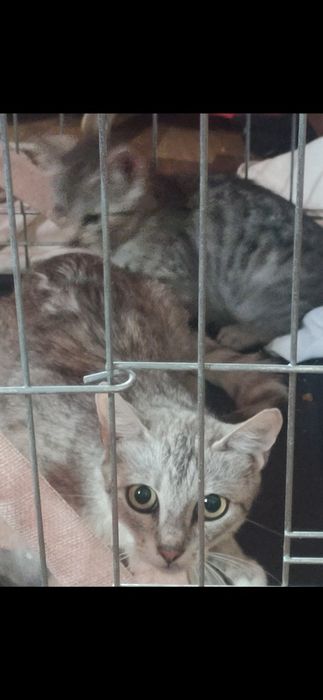 Szczerosrebrna kocia mama Tygryska szuka najlepszego domu