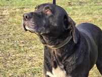 Wincent - pies w typie labradora do adopcji