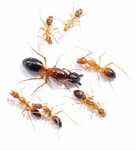 Рідкісні Camponotus pseudoirritans – купити з фермою в Україні 500грн