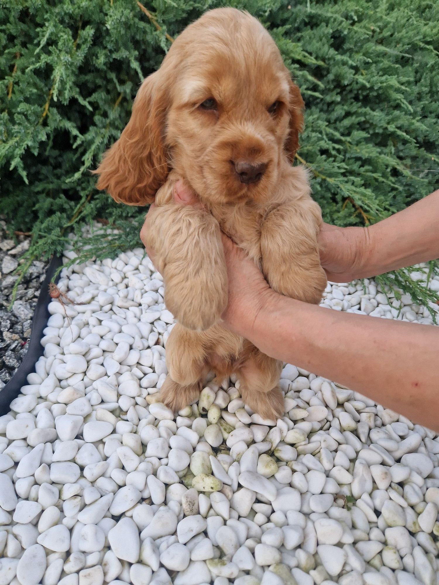 Piesek rudy cocker spaniel angielski