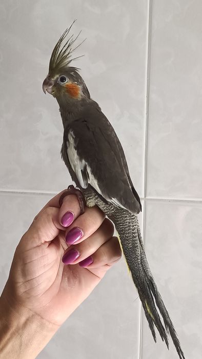 Caturra criada à mão