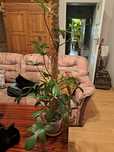 Philodendron: Florida Green, Painted Lady, White Wizard, Rugosum