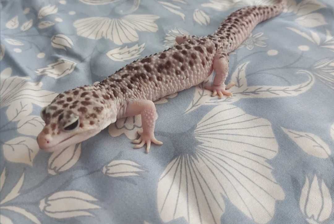Gekon lamparci samiec Super Mack Snow het Eclipse Tremper Albino