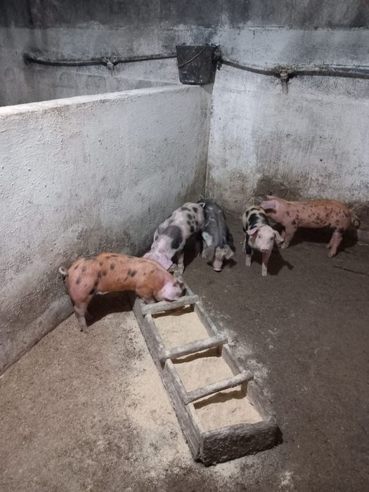 Leitões macho e fêmeas