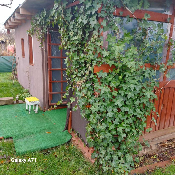 Sprzedam -działka ROD M. Reja w Gdyni