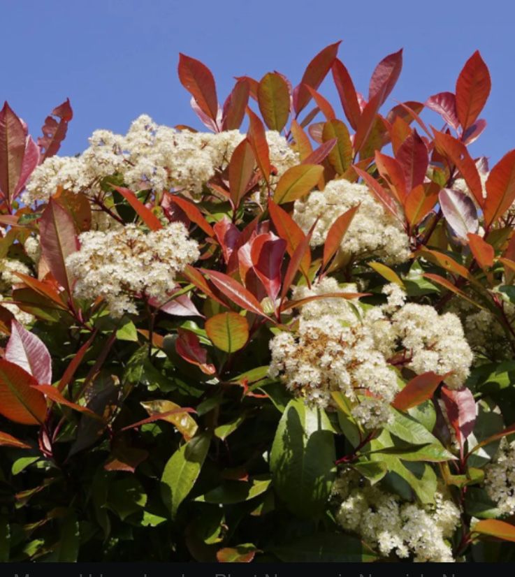 Vendo  photinias com flor