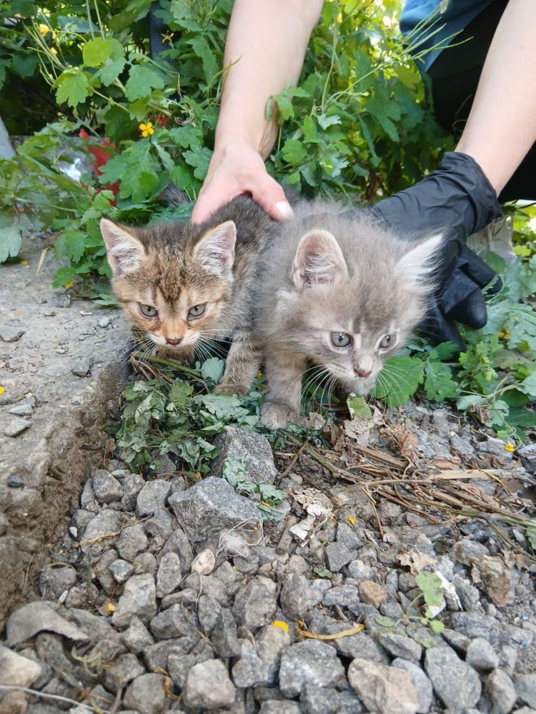 Віддам двох чудових котиків в добрі руки