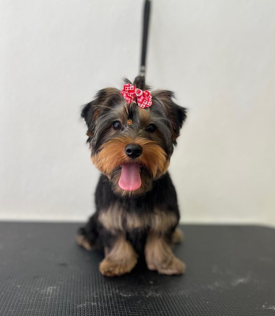 Dou yorkshire terrier fêmea - 7 meses