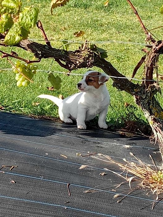 Jack RussellTerrier suczka
