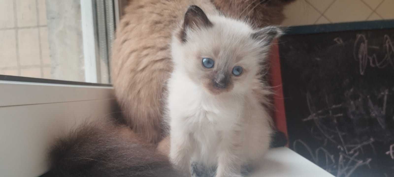 Кошенята Балінези 2 місяця