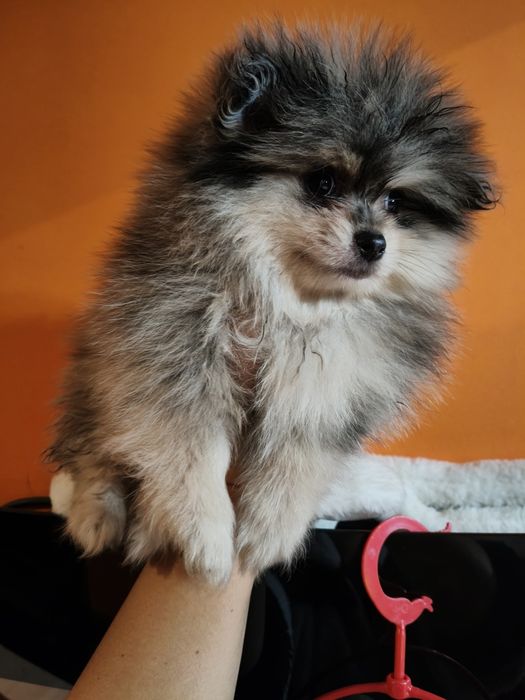 Spitz alemão macho Merle