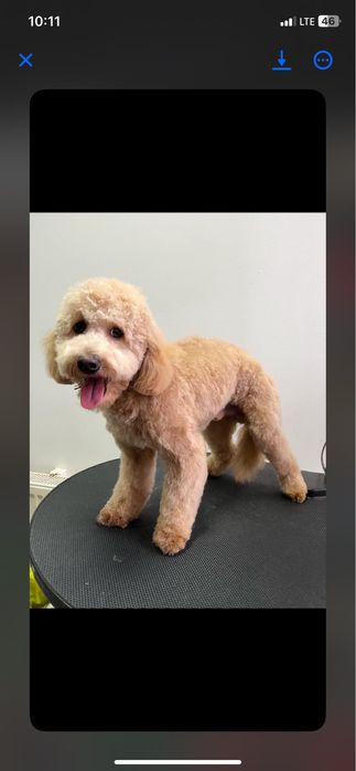 Cockapoo! Piekne maluszki!