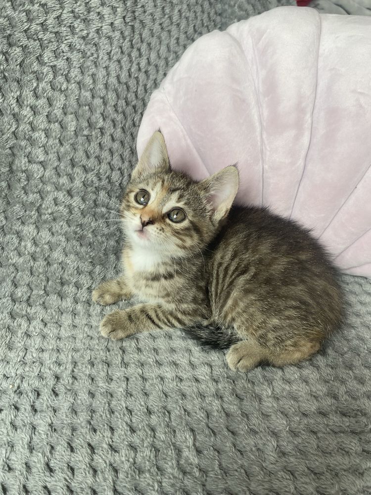 Malutka Luna do adopcji