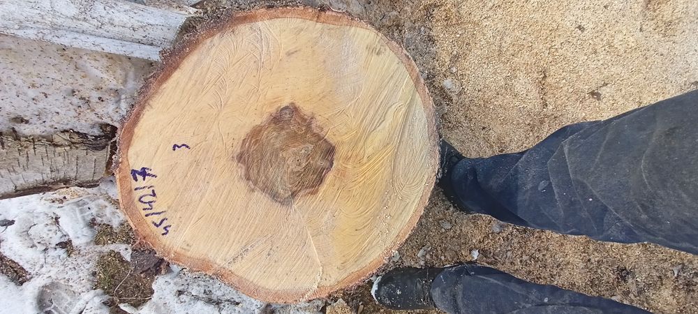 Blat plaster  na stolik  brzoza do 70cm