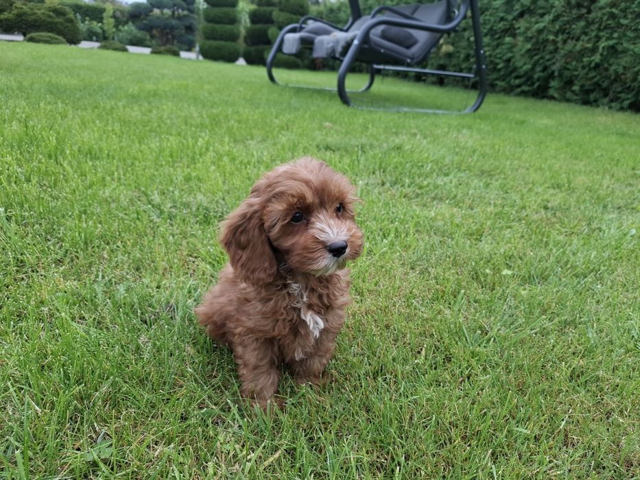 cavapoo szczeniak