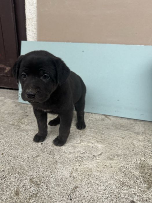 Собачки Кане Корсо безкоштовно