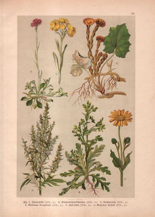 Hochdanz: Rośliny zioła kwiaty botanika litografia 1918 r. autentyk