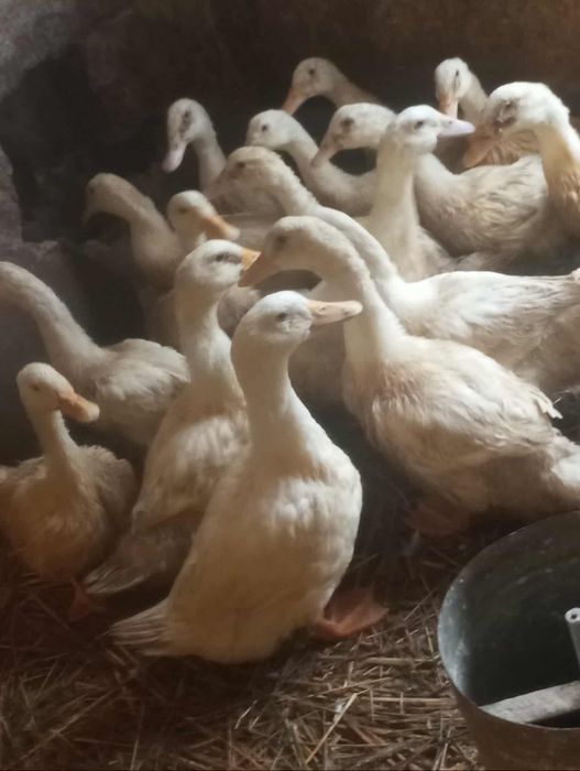 Sprzedam kaczki Pekin