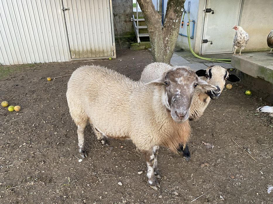 Ovelha machado e femia