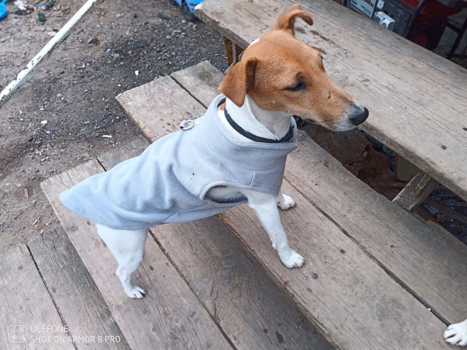 Маленькие собачки, верные охранники ищут дом