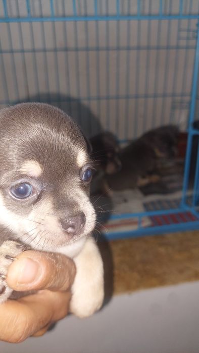 Lindomenino chihuahua