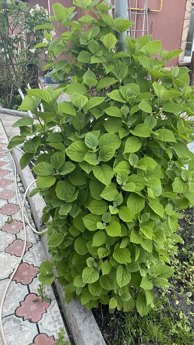 Сирень біла і темнофіолетова, Гортензия древовидная Аннабель