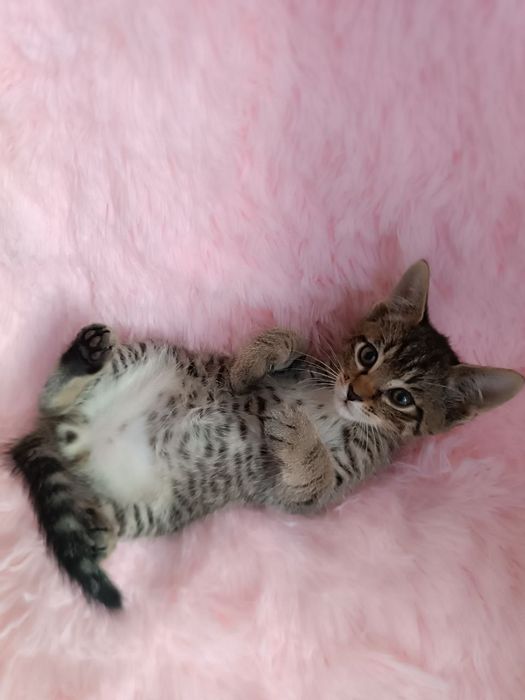 Котохлопчик чекає на свою родину