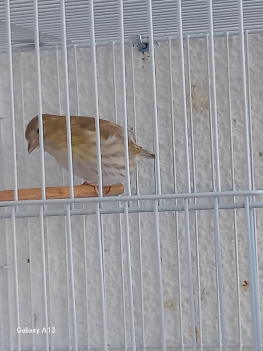 Spinus spinus  mutação