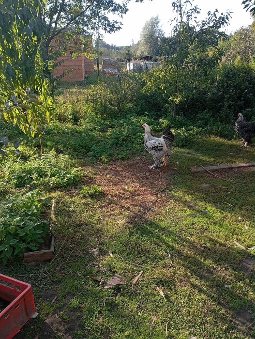 Koguty Brahmy i kochina miniaturowego