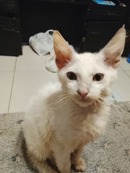 Котик донской. Сфинкс. Браш род. 17 09