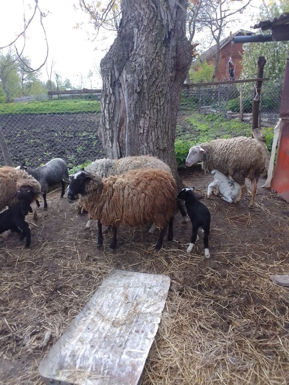 Продам вівці, барани живою вагою
