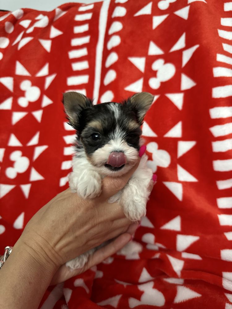 York Biewer Terrier samiec