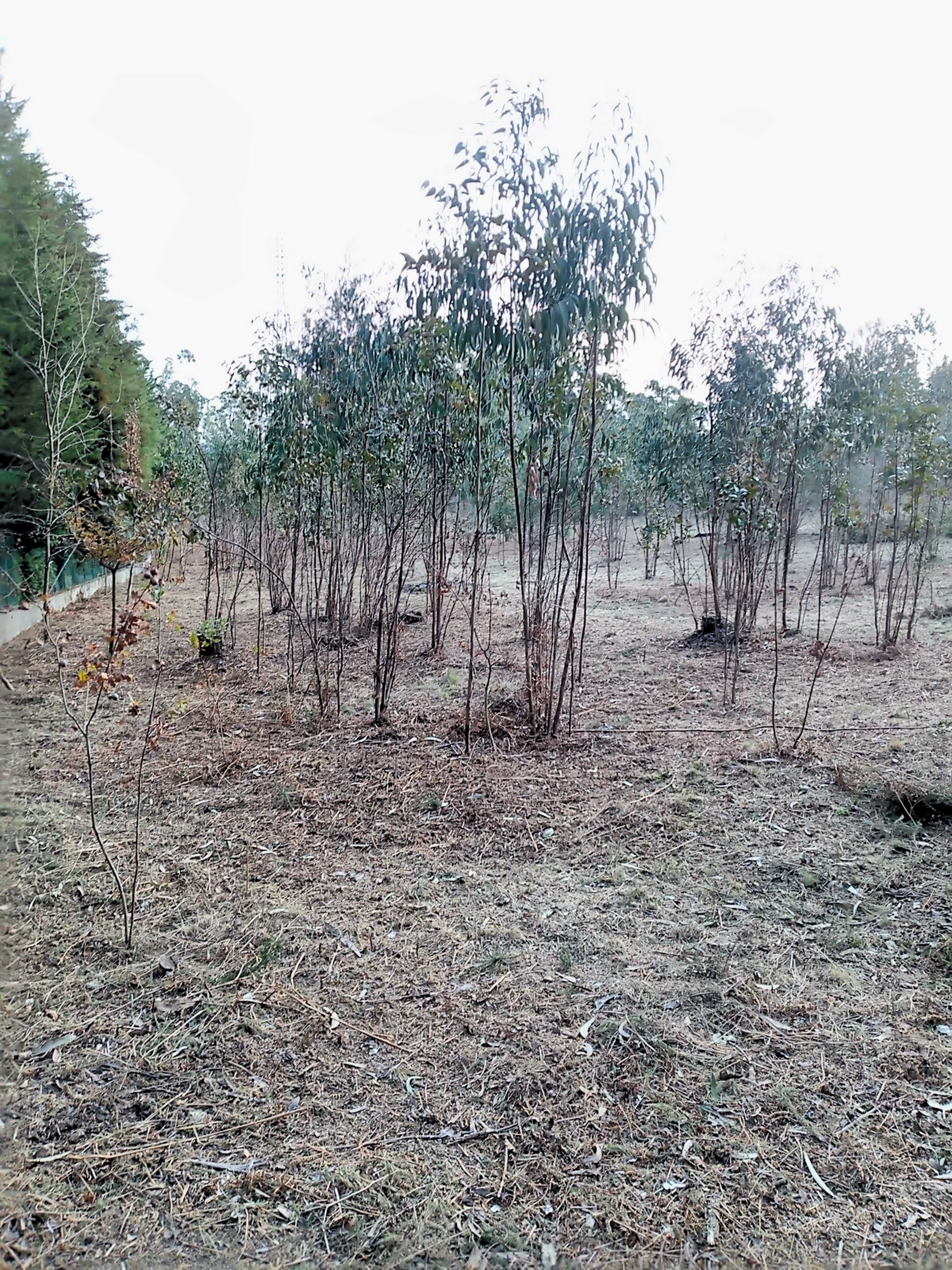 Terreno para Moradia no Monte Castro