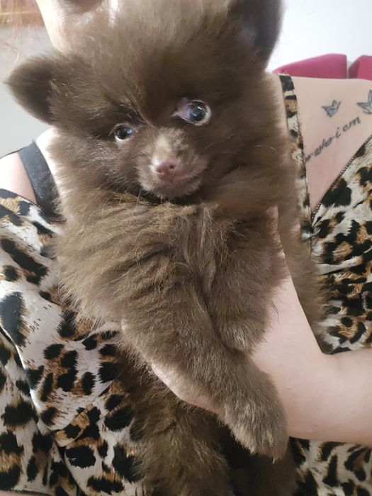 Szpic miniaturowy pomeranian