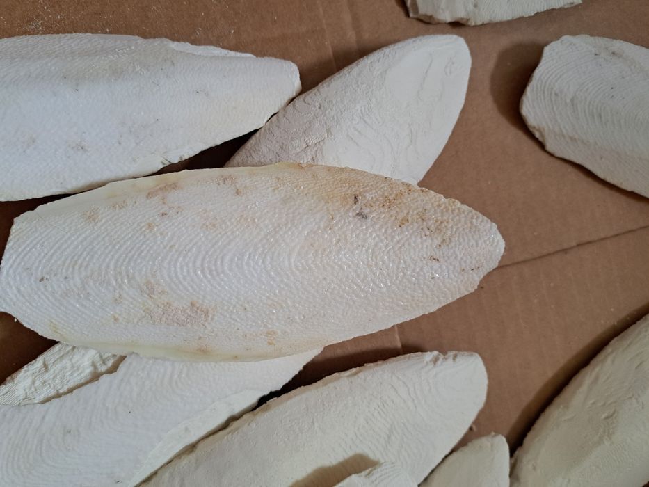 SEPIA NATURALNA 8-12cm,2zł/szt, 20 szt za 40 zł papuga, ślimak, żółw