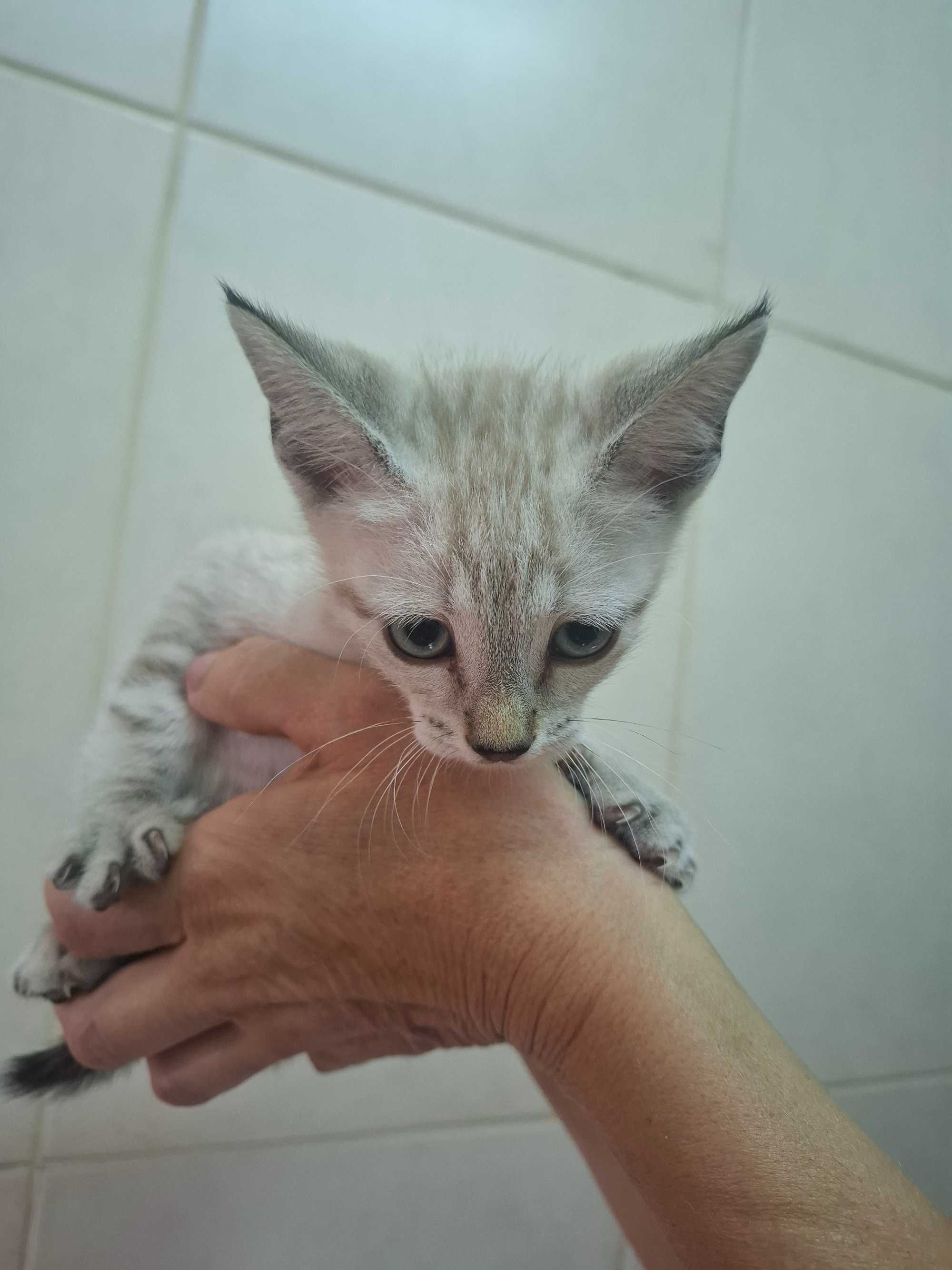 Gatinhos para adoção