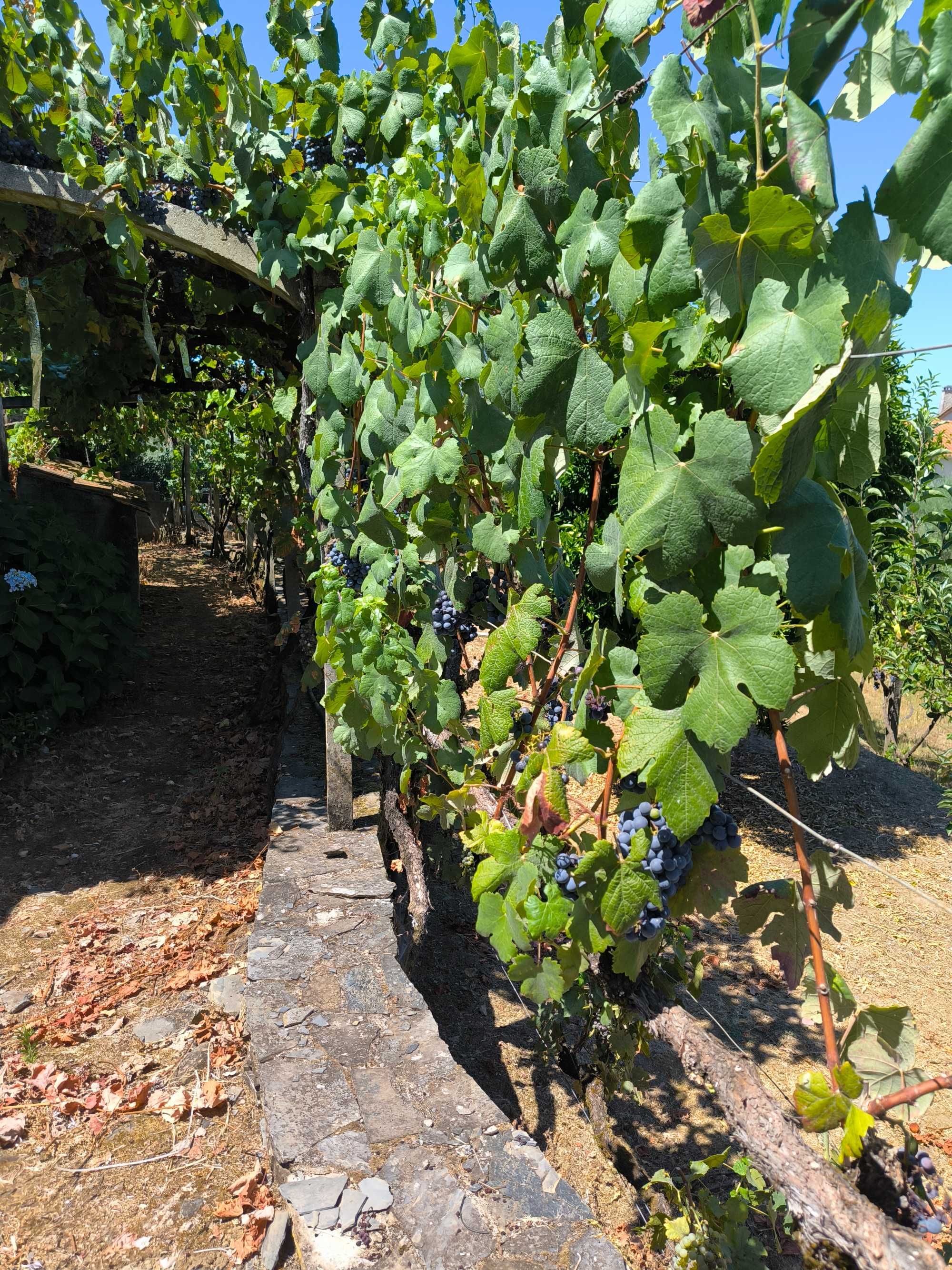 Vende-se uva para vinho.