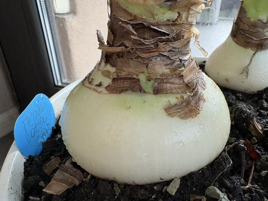 Набор: Три большие луковицы гиппеаструмов разных сортов