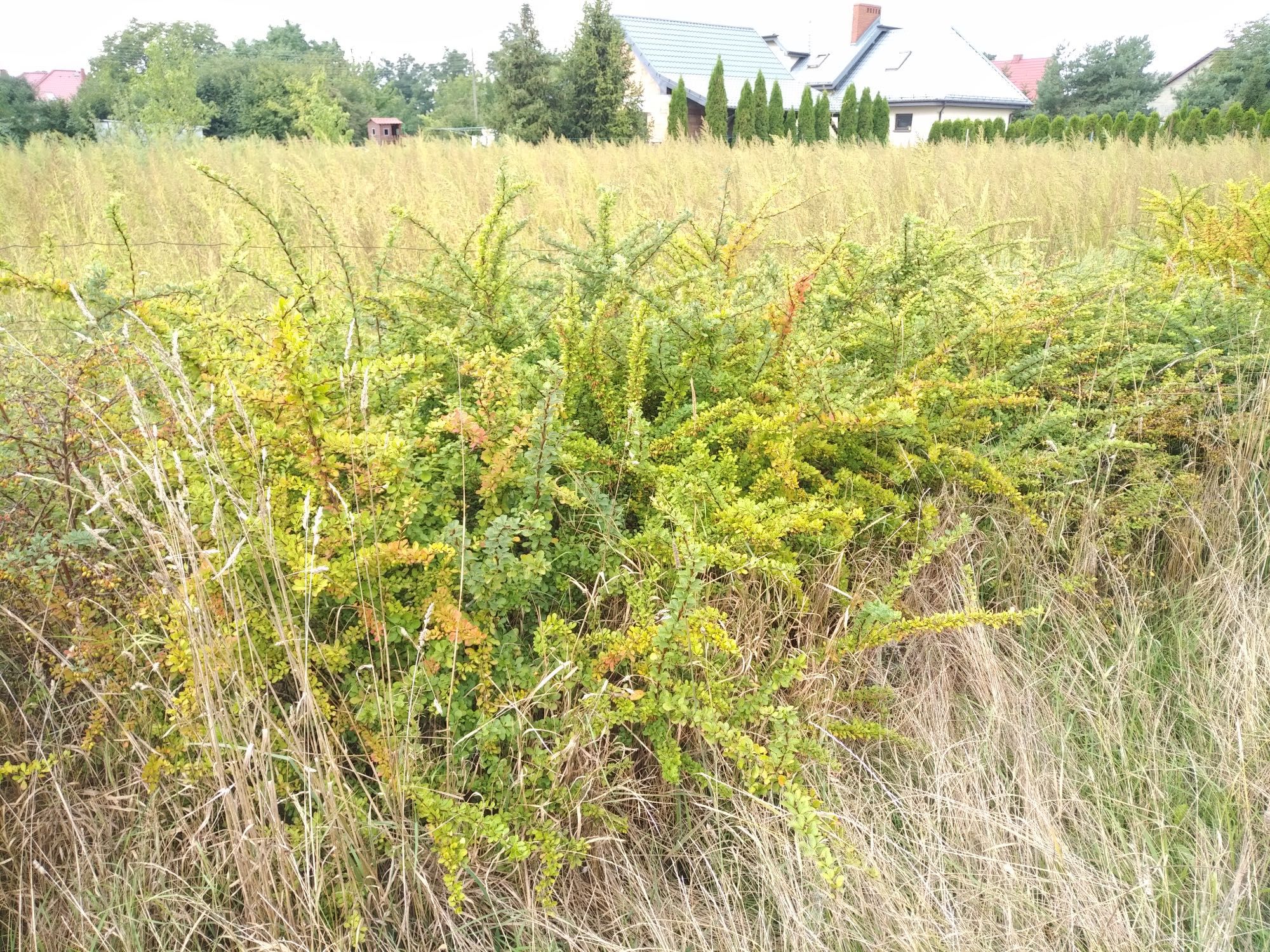 Sadzonki Berberysu Thumberga- 11 letnie krzewy