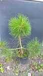 Ogrodowe Bonsai Sosna