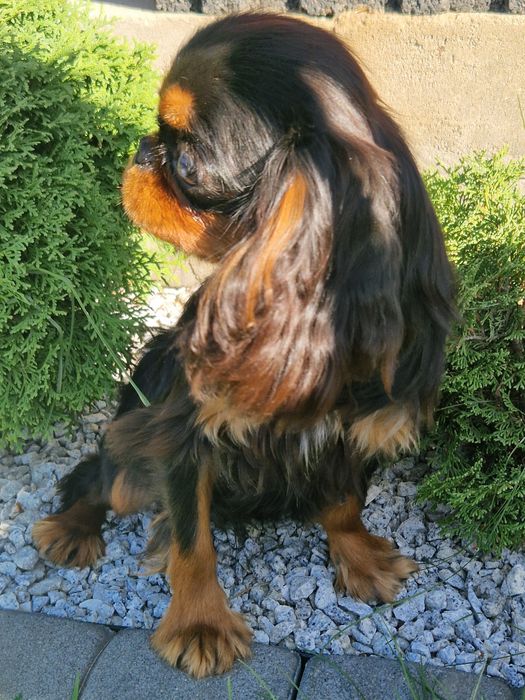 Sprzedam pieska Cavalier King  Charles
