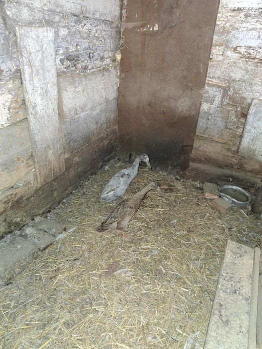 Para biegusów, kaczki