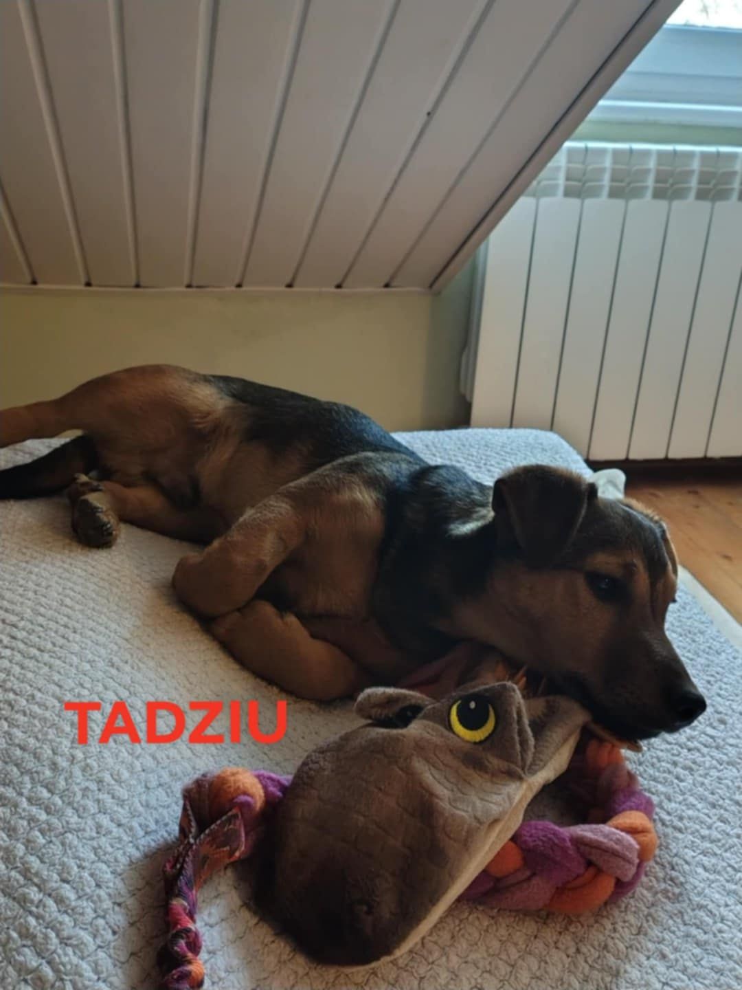 Cukier i Tadziu szukają domów!