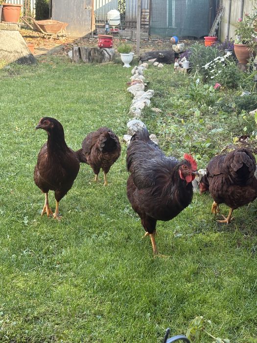 Jaja lęgowe Rhode Island  ( Karmazyn) oraz innych ras kur