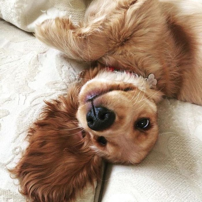 Руда кокер-спаніель — тиха, делікатна дівчинка