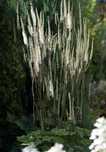 Pluskwica sercolistna Actaea racemosa var. cordifolia